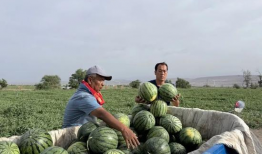 西瓜落地什么意思娱乐圈吃瓜,从西瓜落地看“吃瓜”文化盛行